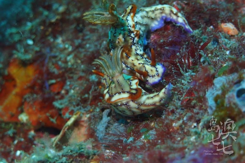 澎湖美景潛水玩水小生物