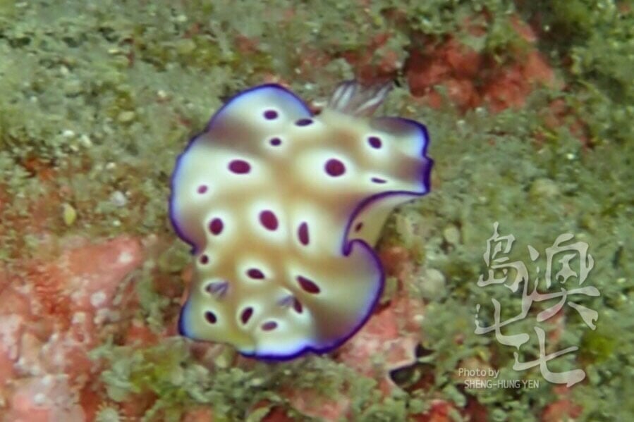 澎湖美景潛水玩水小生物
