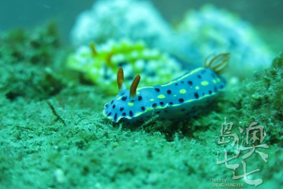 澎湖美景潛水玩水小生物