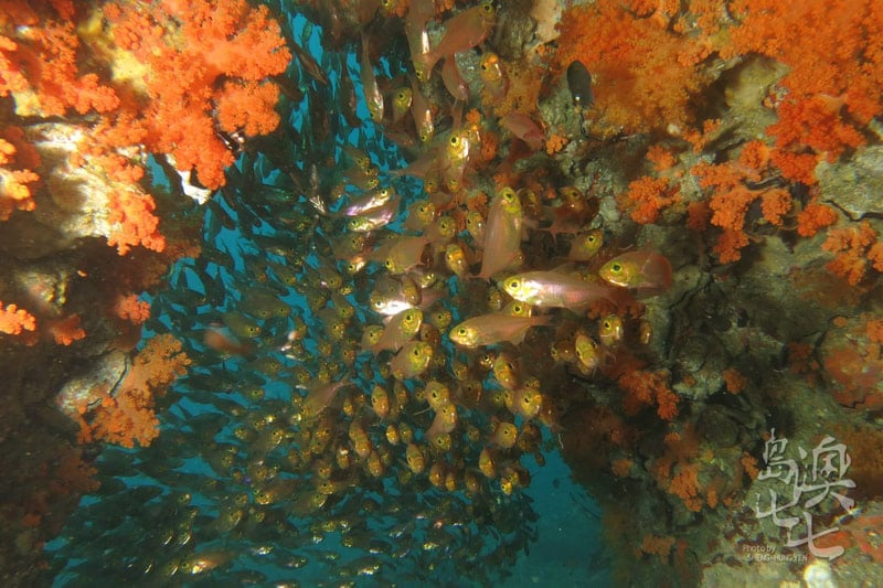 澎湖美景潛水玩水小生物