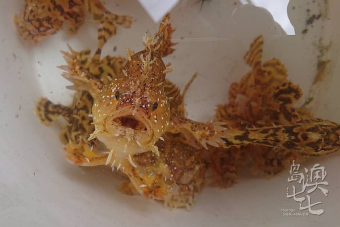 澎湖美景潛水玩水小生物