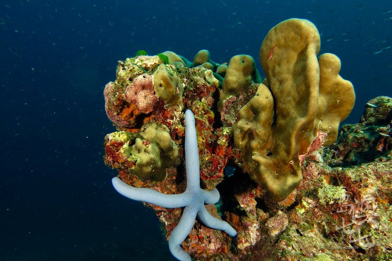 澎湖美景潛水玩水小生物