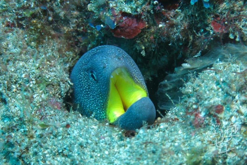澎湖美景潛水玩水小生物