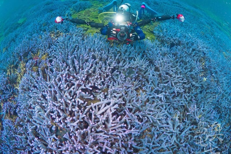 澎湖美景潛水玩水小生物