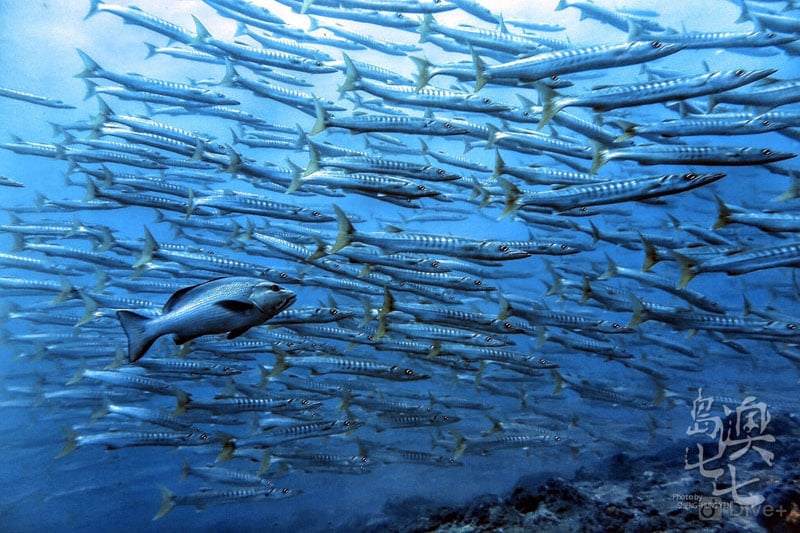 澎湖美景潛水玩水小生物